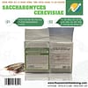 Nấm men Saccharomyces cerevisiae