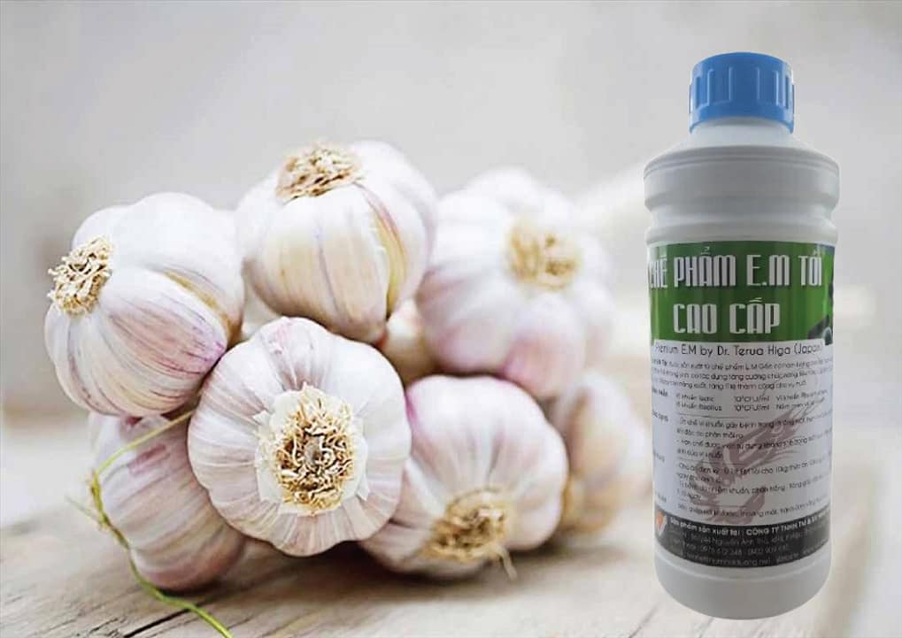 chữa bệnh cho tôm bằng tỏi