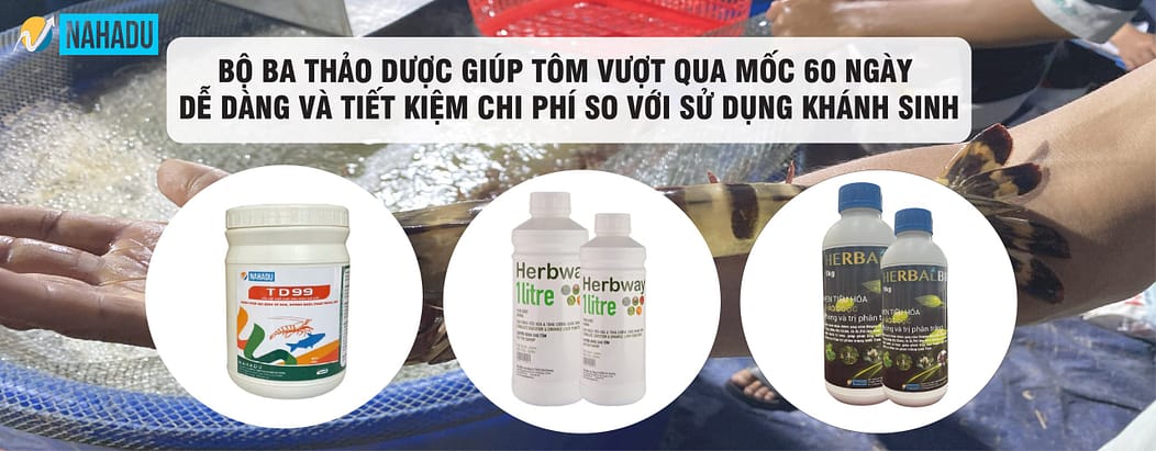 nuôi tôm thẻ bằng thảo dược