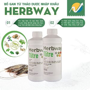 bổ gan thảo dược cho tôm