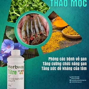 Thảo dược gan cho Tôm herbway