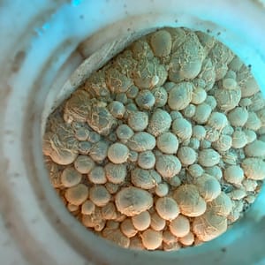 Ảnh lên men vi sinh EM Gốc Nam Hải Dương sau 2 ngày ủ