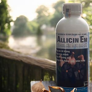 Chế phẩm tỏi đen lên men