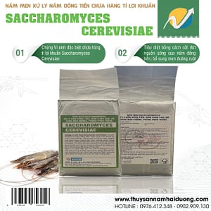 Nấm men Saccharomyces cerevisiae