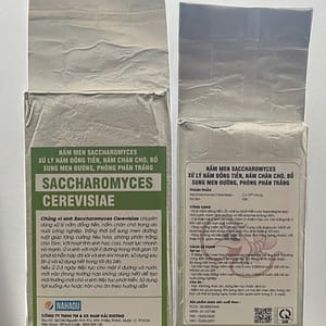 Nấm men Saccharomyces cerevisiae