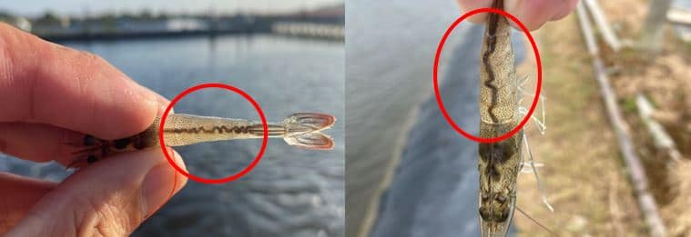 tom-bi-ruot-xoan-va-long-ruot