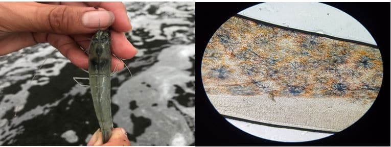 tom-bi-mat-ruot-va-long-mao-duong-ruot-kem-phat-trien