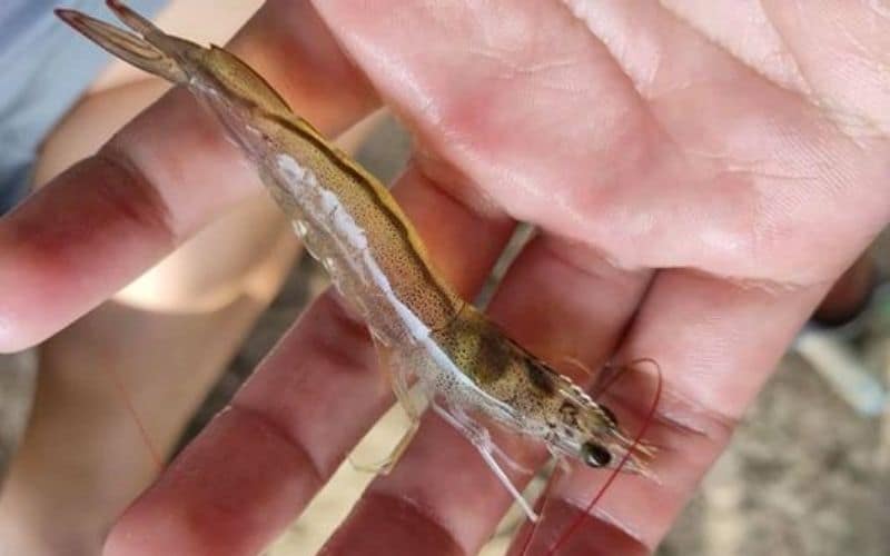 Ruột Tôm đẹp sử dụng Men Tiêu hoá & Prozyme đúng cách