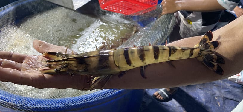 men ruột thảo dược